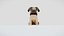 Einfacher Mops