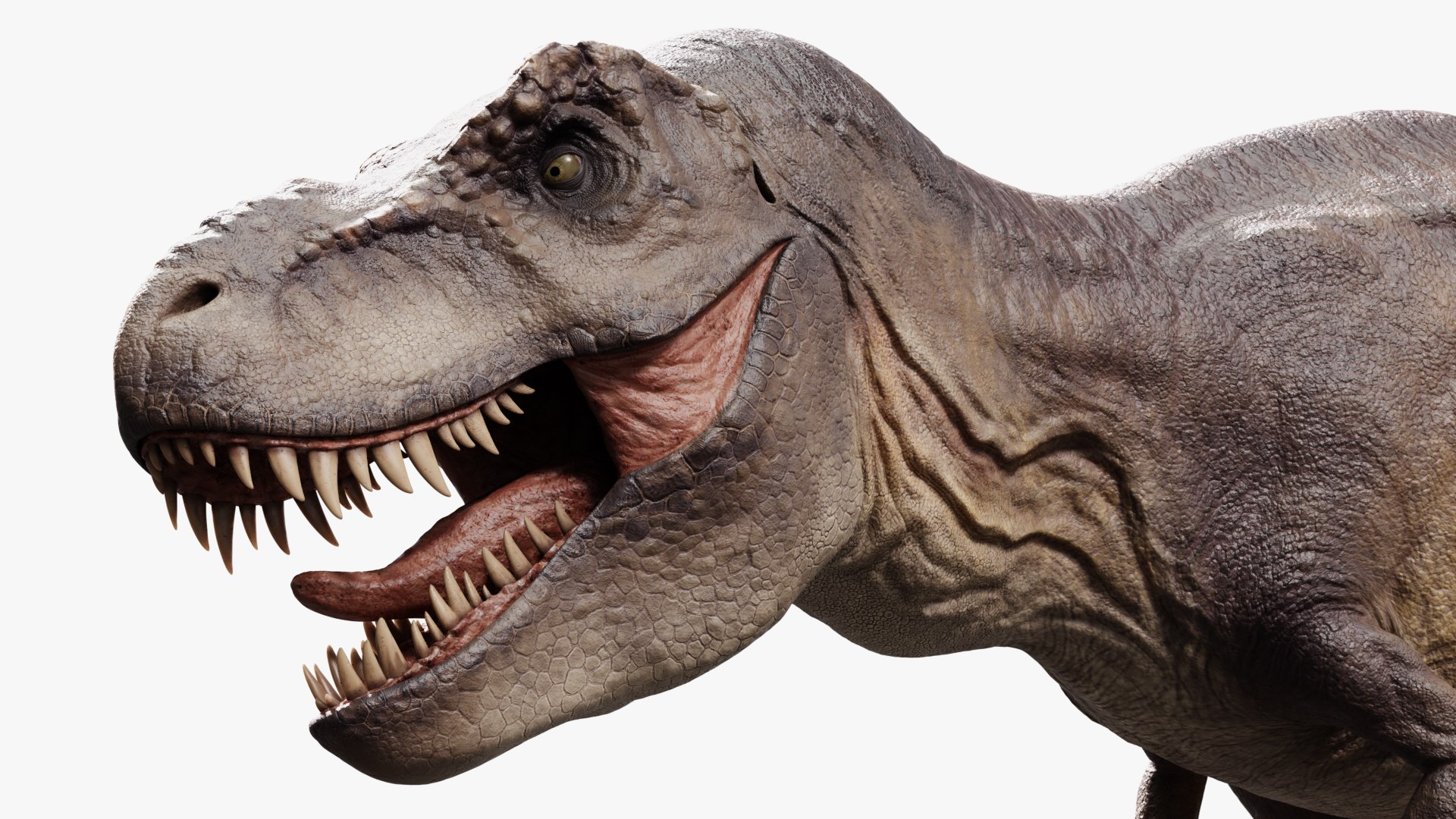 3D model tyrannosaurus rex https://p.turbosquid.com/ts-thumb/rc/pDg12m/b5b1j3HS/sig_04/jpg/1539726488/1920x1080/fit_q87/70fb53e6fa61f6f4d1107cc59ddc736c580c0a47/sig_04.jpg