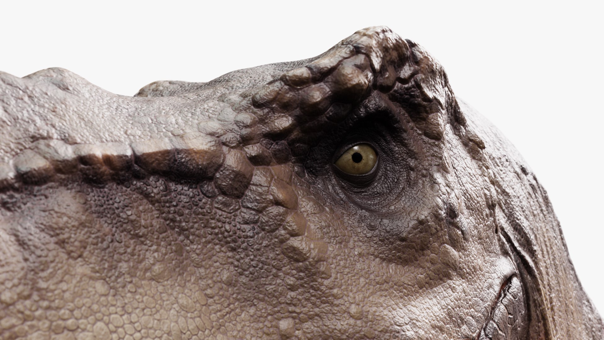 3D model tyrannosaurus rex https://p.turbosquid.com/ts-thumb/rc/pDg12m/lXbrIOvO/sig_13/jpg/1539726488/1920x1080/fit_q87/b6bf1cd710cd4c9f826167639a3c517f85a55243/sig_13.jpg