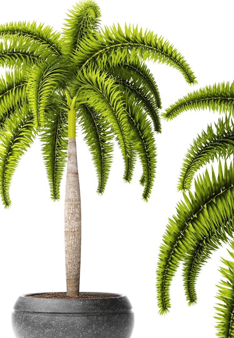 palm wodyetia bifurcata 3d model https://p.turbosquid.com/ts-thumb/rc/rmVTa3/5aAmcSQ2/wodyetiabifurcata04/jpg/1487282533/1920x1080/fit_q87/be32d9505c963bc09c20b3aa0abc81976fd31273/wodyetiabifurcata04.jpg