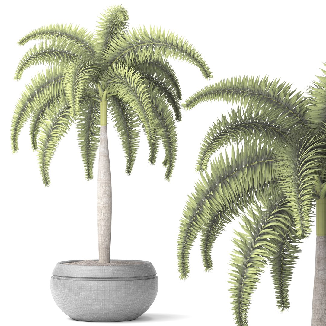 palm wodyetia bifurcata 3d model https://p.turbosquid.com/ts-thumb/rc/rmVTa3/5qXliun2/wodyetiabifurcata08/jpg/1487282533/1920x1080/fit_q87/9678334480506cf1456fd1972a06c981e2376a75/wodyetiabifurcata08.jpg