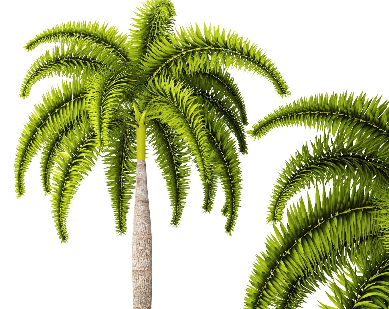 palm wodyetia bifurcata 3d model https://p.turbosquid.com/ts-thumb/rc/rmVTa3/8FXhmtB9/wodyetiabifurcata05/jpg/1487282533/1920x1080/fit_q87/4bcb8cdb1aff1b9e07bea13748b4787274ab5082/wodyetiabifurcata05.jpg