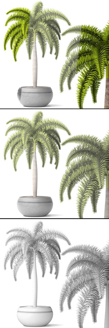 palm wodyetia bifurcata 3d model https://p.turbosquid.com/ts-thumb/rc/rmVTa3/GlPtN9xB/wodyetiabifurcata06/jpg/1487282533/1920x1080/fit_q87/dc6b322e38ac1d866393c27080837daee78cd290/wodyetiabifurcata06.jpg