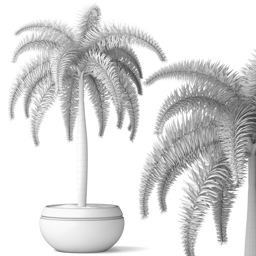 palm wodyetia bifurcata 3d model https://p.turbosquid.com/ts-thumb/rc/rmVTa3/Psz5CEgh/wodyetiabifurcata09/jpg/1487282533/1920x1080/fit_q87/187b682e8db1f5a26562c05e1df093755a0bfcd7/wodyetiabifurcata09.jpg