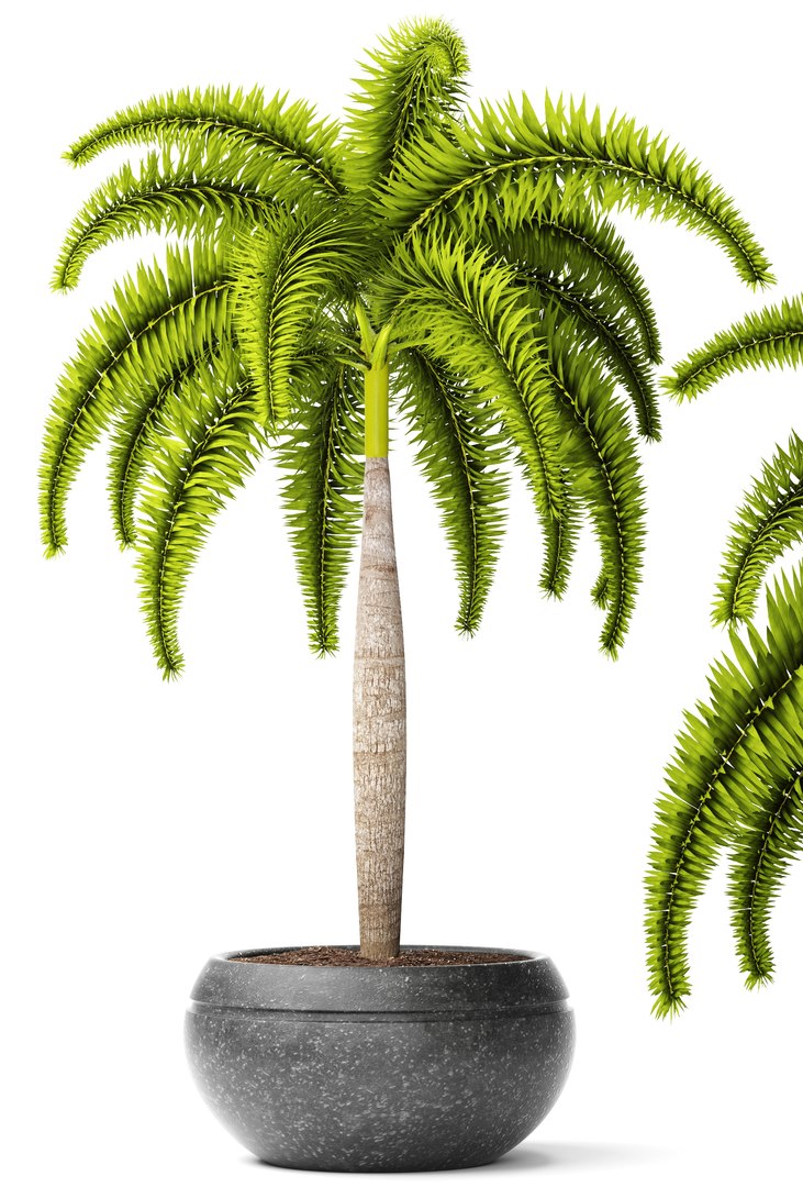 palm wodyetia bifurcata 3d model https://p.turbosquid.com/ts-thumb/rc/rmVTa3/TYkrqghG/wodyetiabifurcata01/jpg/1487282532/1920x1080/fit_q87/5044d5e4a1d1ee7c1fcd36bb818b9a6f14c88464/wodyetiabifurcata01.jpg