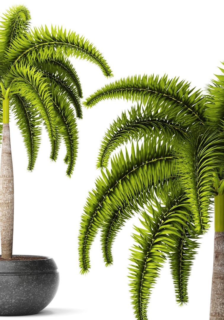 palm wodyetia bifurcata 3d model https://p.turbosquid.com/ts-thumb/rc/rmVTa3/YYxHc0qL/wodyetiabifurcata02/jpg/1487282532/1920x1080/fit_q87/d8f40f4d3c6822784427649a2a54ede865d9cf94/wodyetiabifurcata02.jpg