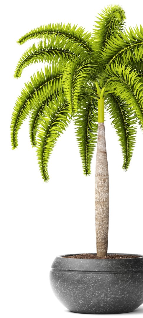 palm wodyetia bifurcata 3d model https://p.turbosquid.com/ts-thumb/rc/rmVTa3/n39fAoEA/wodyetiabifurcata03/jpg/1487282533/1920x1080/fit_q87/5bb35321f75df401cc0a2c1ad73c6bcde9eab017/wodyetiabifurcata03.jpg