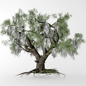live oak 3D model