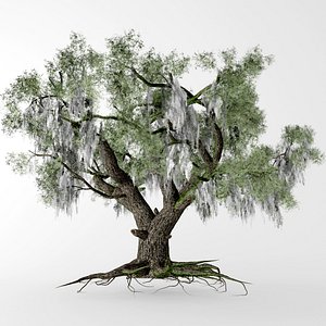 Live Oak