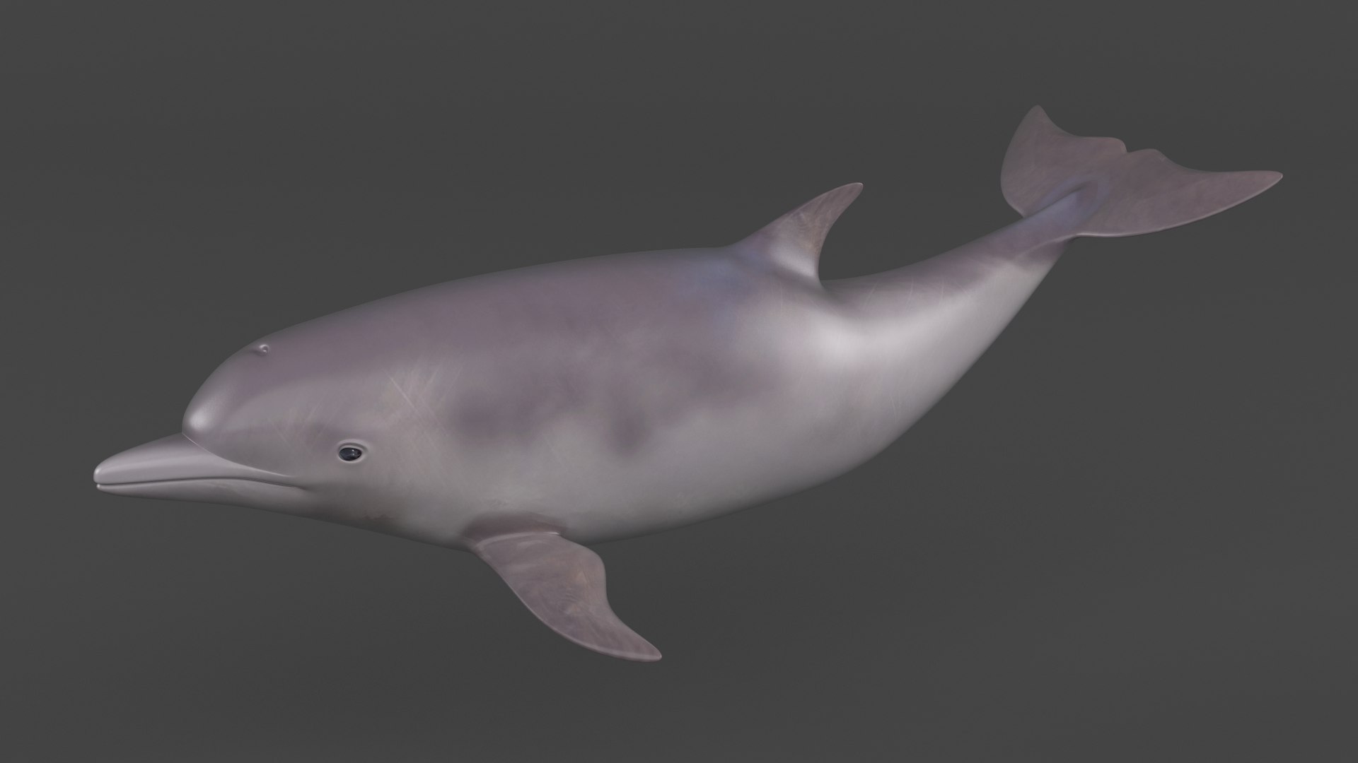 Dolphin 3D Model - TurboSquid 1941710