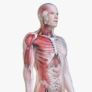 3D male anatomy polys
