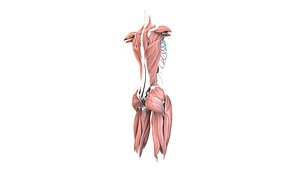 Female Urinary System Anterior 3D model