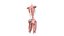 Female Urinary System Anterior