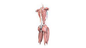 Female Urinary System Anterior