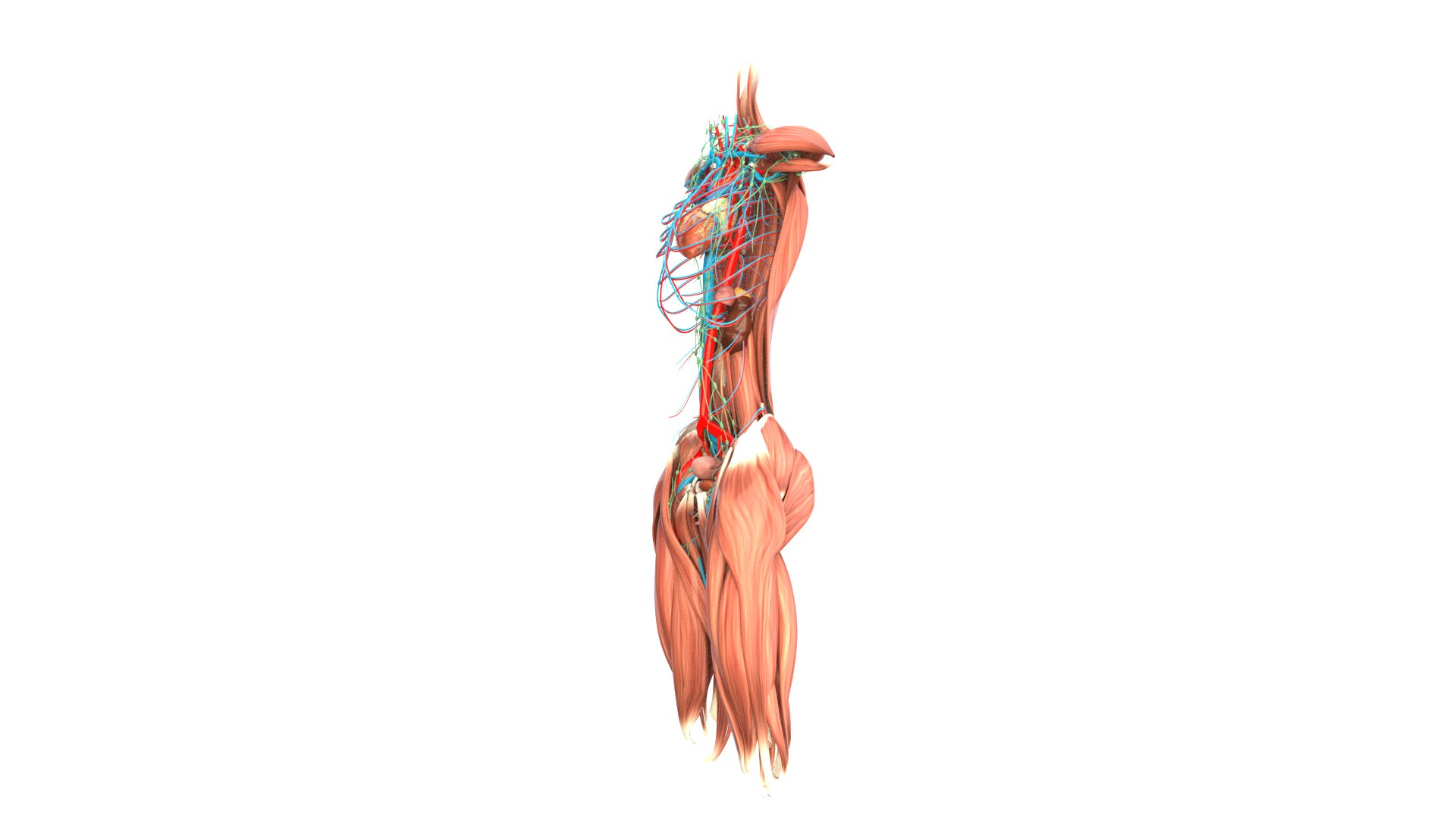 Female Urinary System Anterior 3D model https://p.turbosquid.com/ts-thumb/rd/WT75sP/Dj/femaleurinarysystemimages3/jpg/1751461573/1920x1080/fit_q87/c94c3950690e3750d8a8e495be0178409e1b4f4f/femaleurinarysystemimages3.jpg