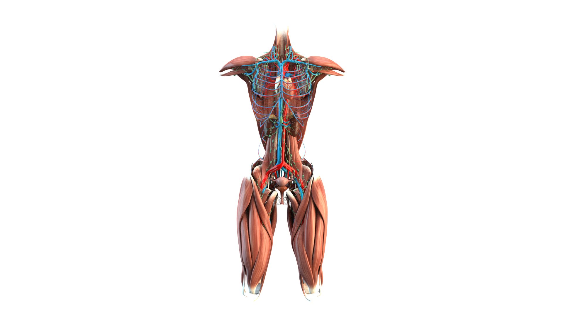 Female Urinary System Anterior 3D model https://p.turbosquid.com/ts-thumb/rd/WT75sP/Ey/femaleurinarysystemimages1/jpg/1751461574/1920x1080/fit_q87/cf2380e8d3954cf24b40f6fd521a2efa3da5d88e/femaleurinarysystemimages1.jpg