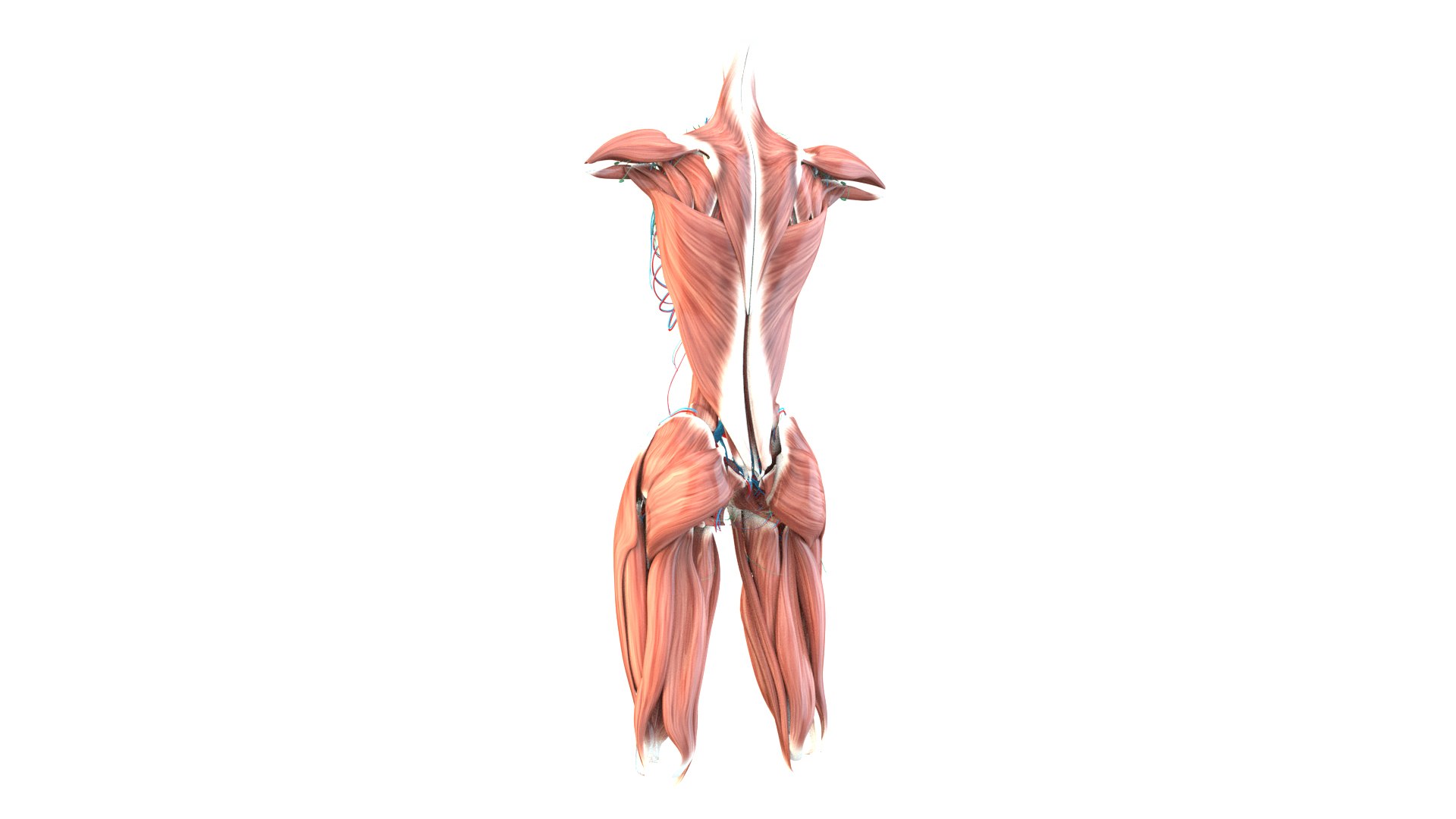 Female Urinary System Anterior 3D model https://p.turbosquid.com/ts-thumb/rd/WT75sP/Kh/femaleurinarysystemimages4/jpg/1751461573/1920x1080/fit_q87/c3b1a7b69cc7b48dd568e0576411c57210d74990/femaleurinarysystemimages4.jpg