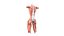 Female Urinary System Anterior