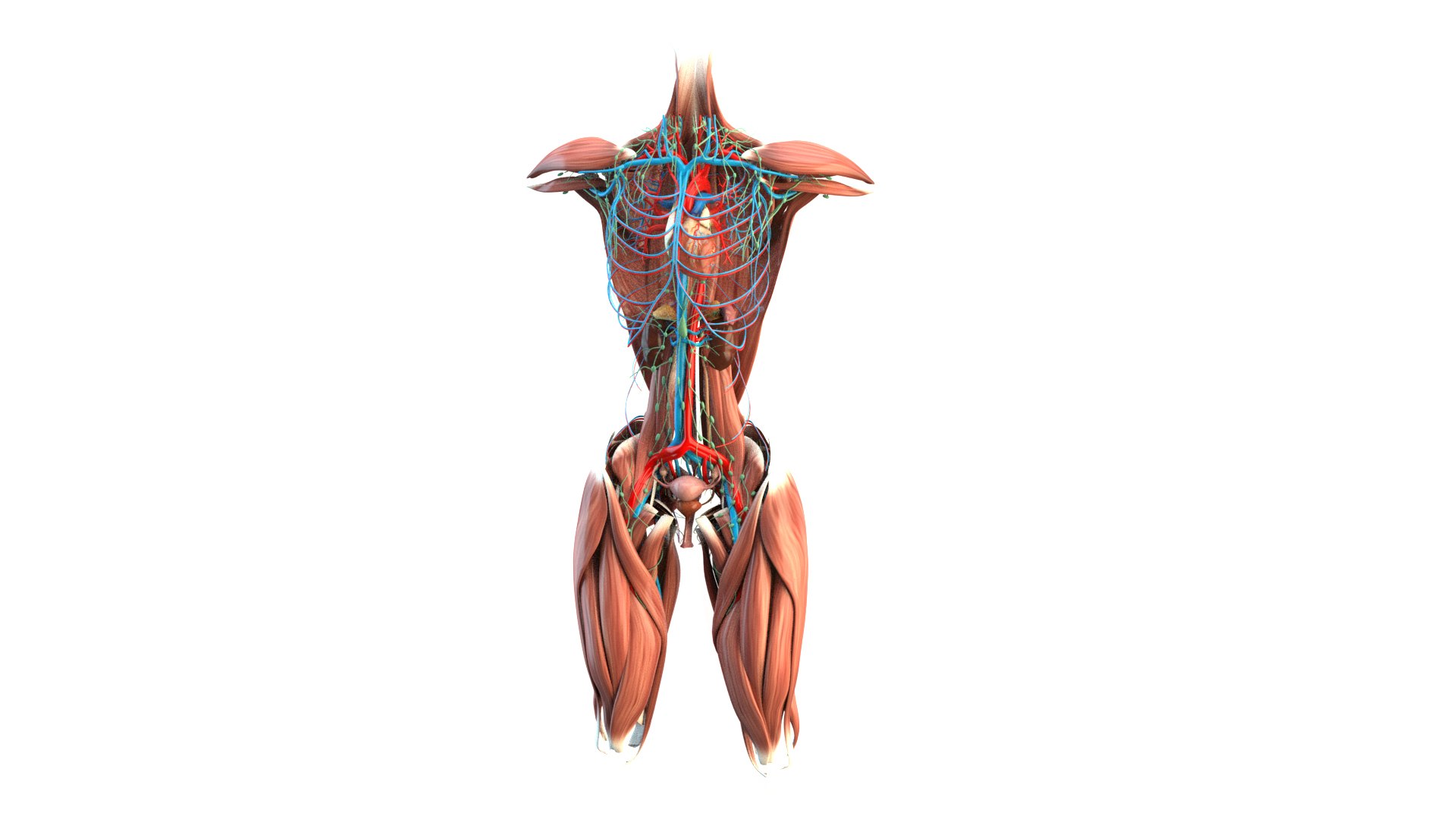 Female Urinary System Anterior 3D model https://p.turbosquid.com/ts-thumb/rd/WT75sP/ld/femaleurinarysystemimages/jpg/1751461574/1920x1080/fit_q87/3896d65c4b687bf7de1a9d076d80da1150857cff/femaleurinarysystemimages.jpg