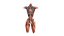 Female Urinary System Anterior