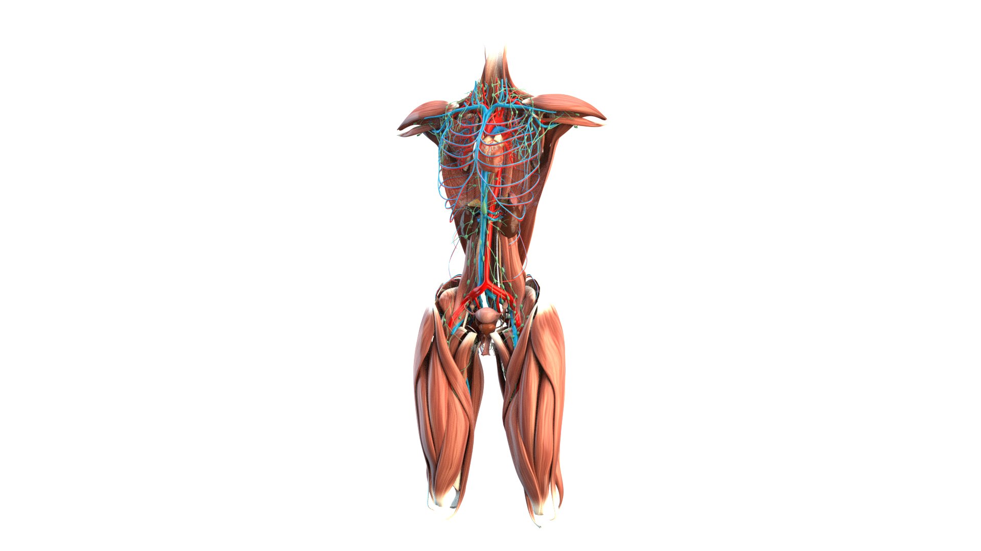 Female Urinary System Anterior 3D model https://p.turbosquid.com/ts-thumb/rd/WT75sP/vc/femaleurinarysystemimages2/jpg/1751461573/1920x1080/fit_q87/05b972dfd9a0caae7b35ddc725f6e1f28d354be5/femaleurinarysystemimages2.jpg