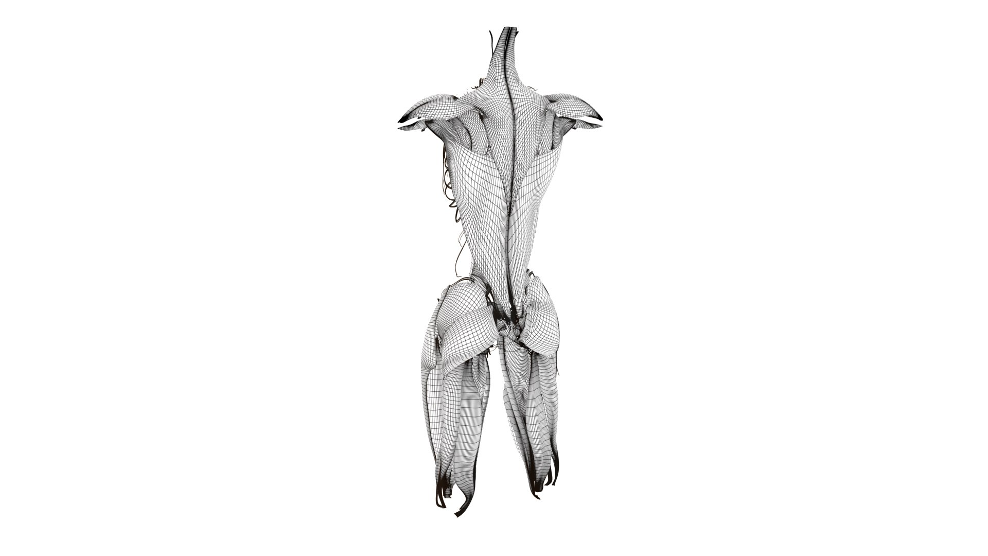 Female Urinary System Anterior 3D model https://p.turbosquid.com/ts-thumb/rd/WT75sP/zt/femaleurinarysystemwire2/jpg/1751461572/1920x1080/fit_q87/fc2085cfadaf3a2d7e2a9730ff5adf1f5574b0ed/femaleurinarysystemwire2.jpg