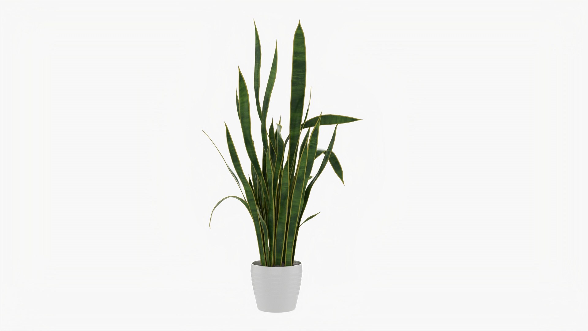 Snake Plant Dracaena Trifasciata 01 3d Model - Turbosquid 1770716