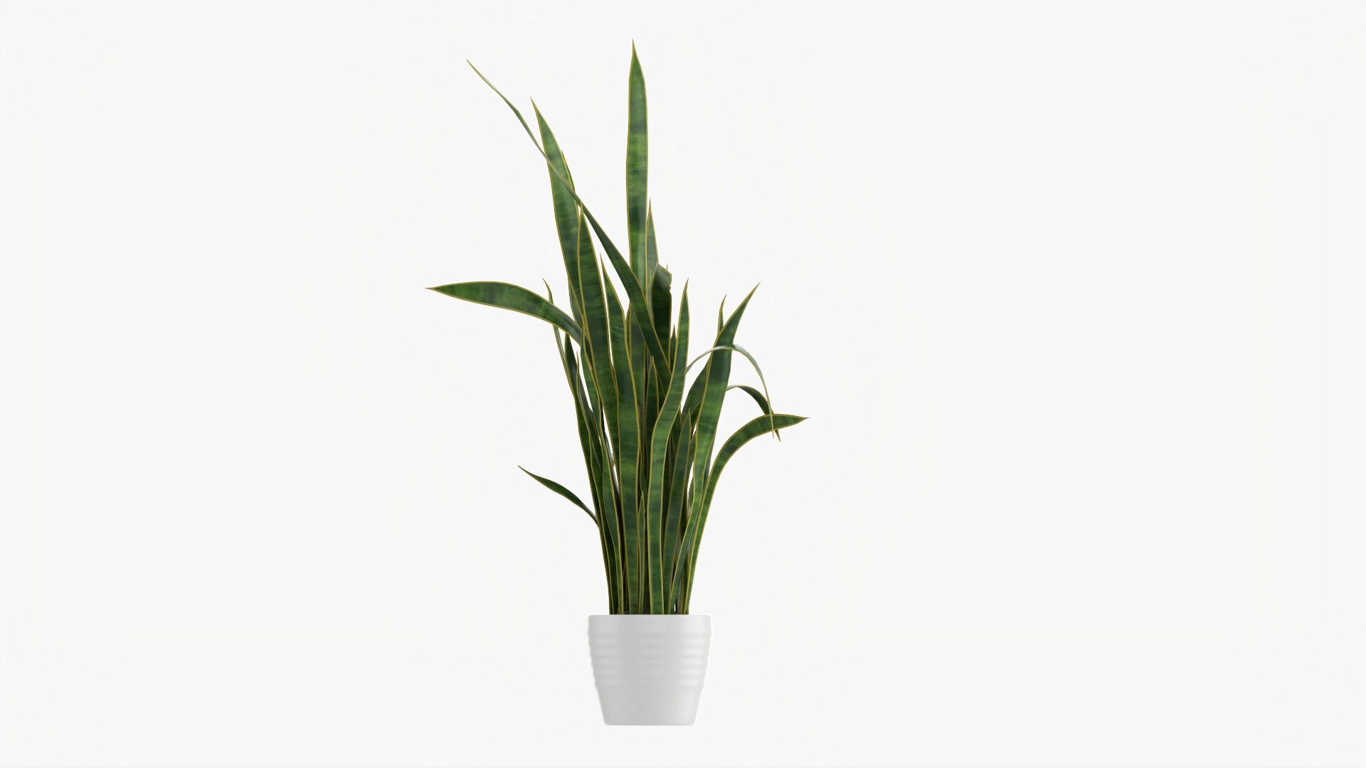 Snake Plant Dracaena Trifasciata 01 3D Model - TurboSquid 1770716