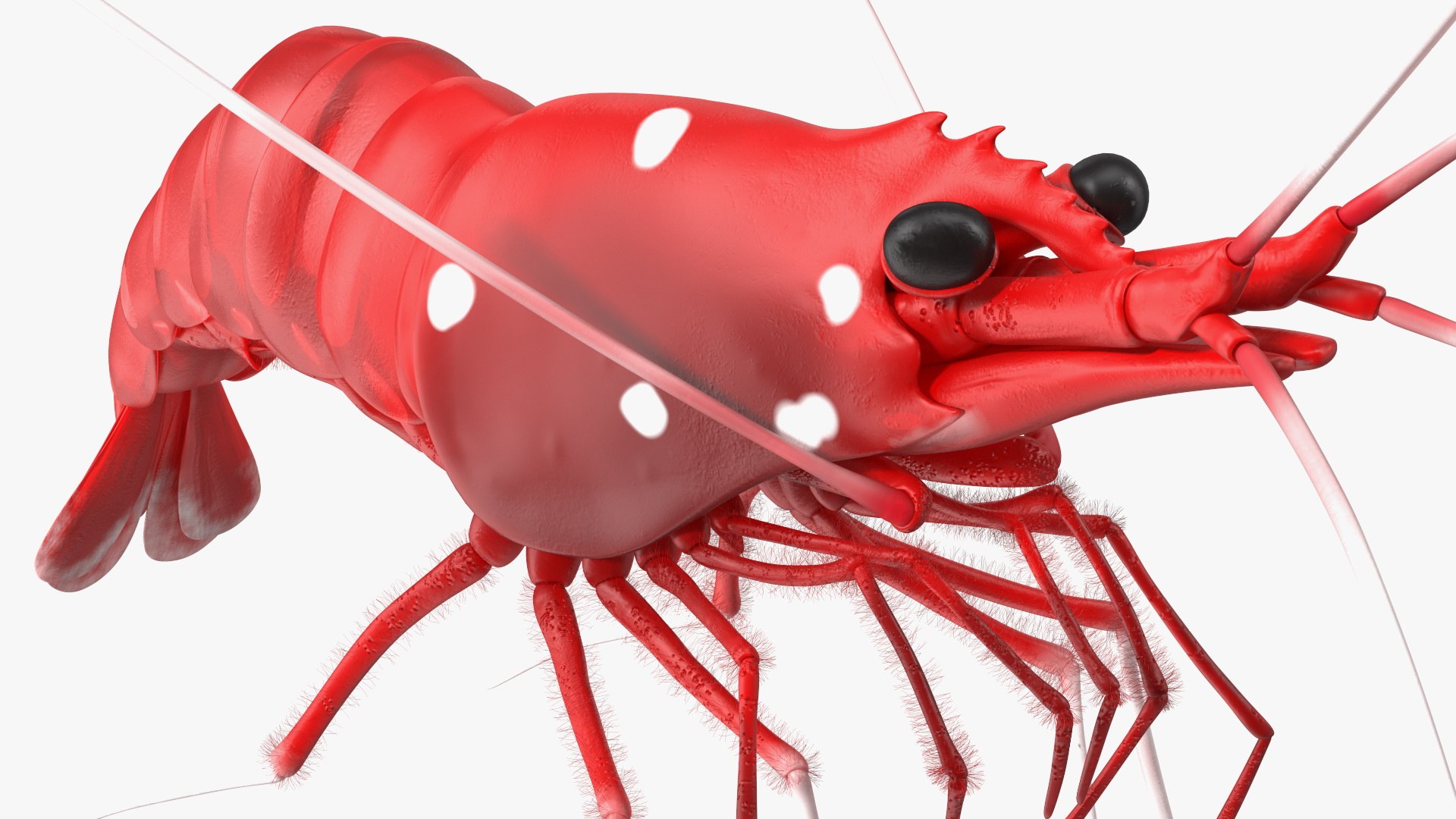 3D Red Blood Cleaner Shrimp Fur model https://p.turbosquid.com/ts-thumb/rd/g3caLE/3l/redbloodcleanershrimpfurc4dmodel014/jpg/1680401600/1920x1080/fit_q87/051420f6790d857a6a8d9488ea0899e67567a658/redbloodcleanershrimpfurc4dmodel014.jpg
