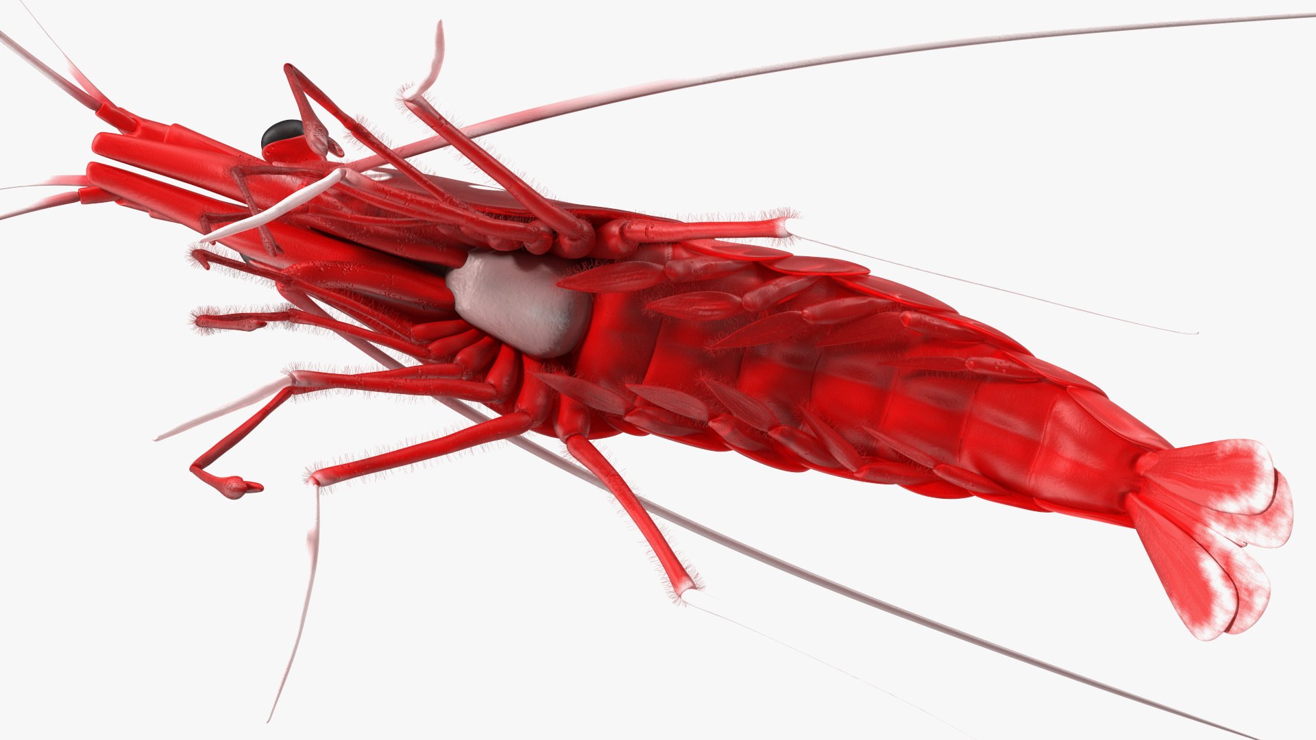 3D Red Blood Cleaner Shrimp Fur model https://p.turbosquid.com/ts-thumb/rd/g3caLE/5C/redbloodcleanershrimpfurc4dmodel013/jpg/1680401597/1920x1080/fit_q87/e03d634419f68a90f086f6764dd348cd030b4aec/redbloodcleanershrimpfurc4dmodel013.jpg