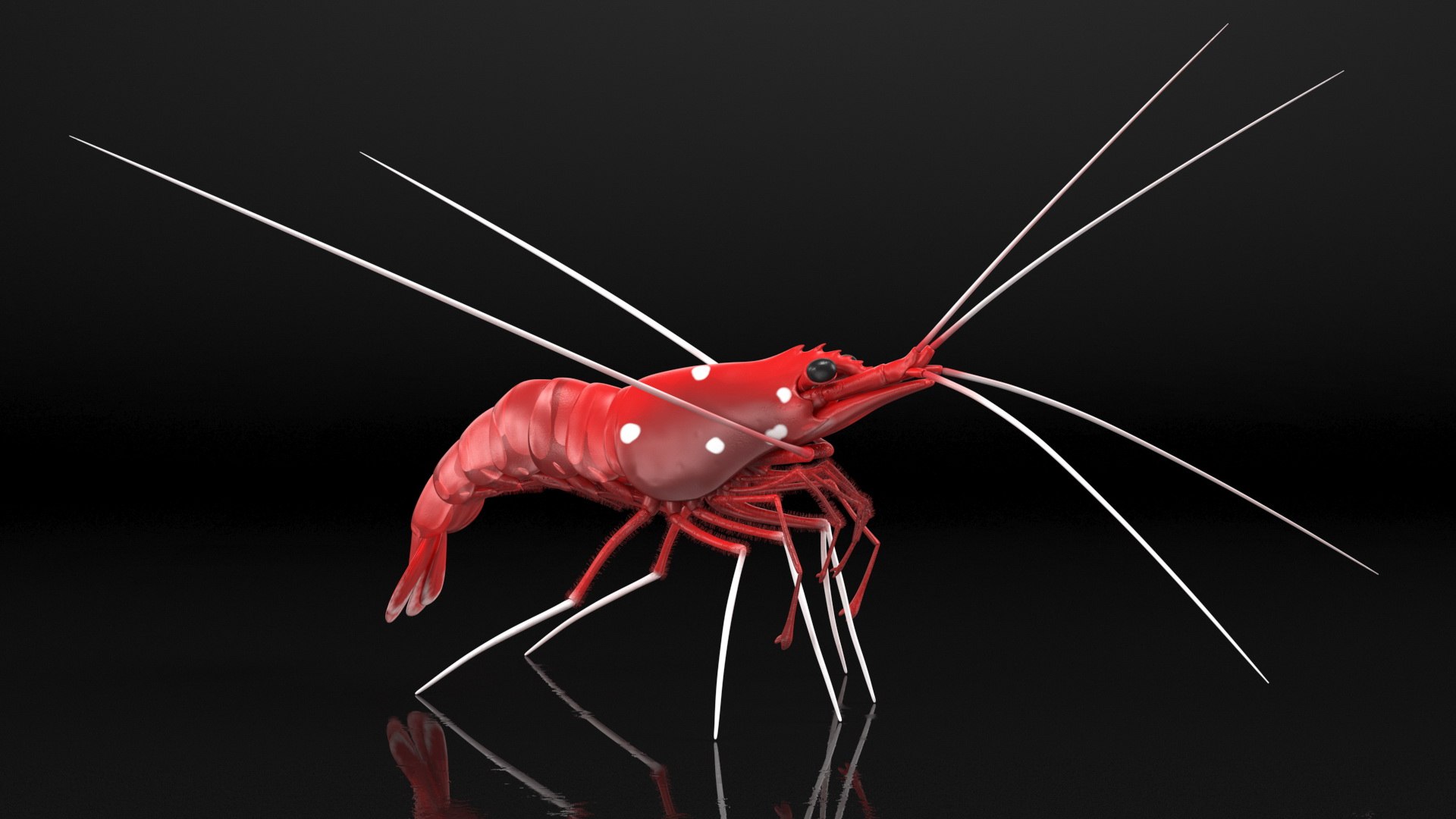 3D Red Blood Cleaner Shrimp Fur model https://p.turbosquid.com/ts-thumb/rd/g3caLE/7l/redbloodcleanershrimpfurc4dmodel006/jpg/1680401575/1920x1080/fit_q87/8db02a247f89b650e760461aa956e4f6d58c2ad1/redbloodcleanershrimpfurc4dmodel006.jpg