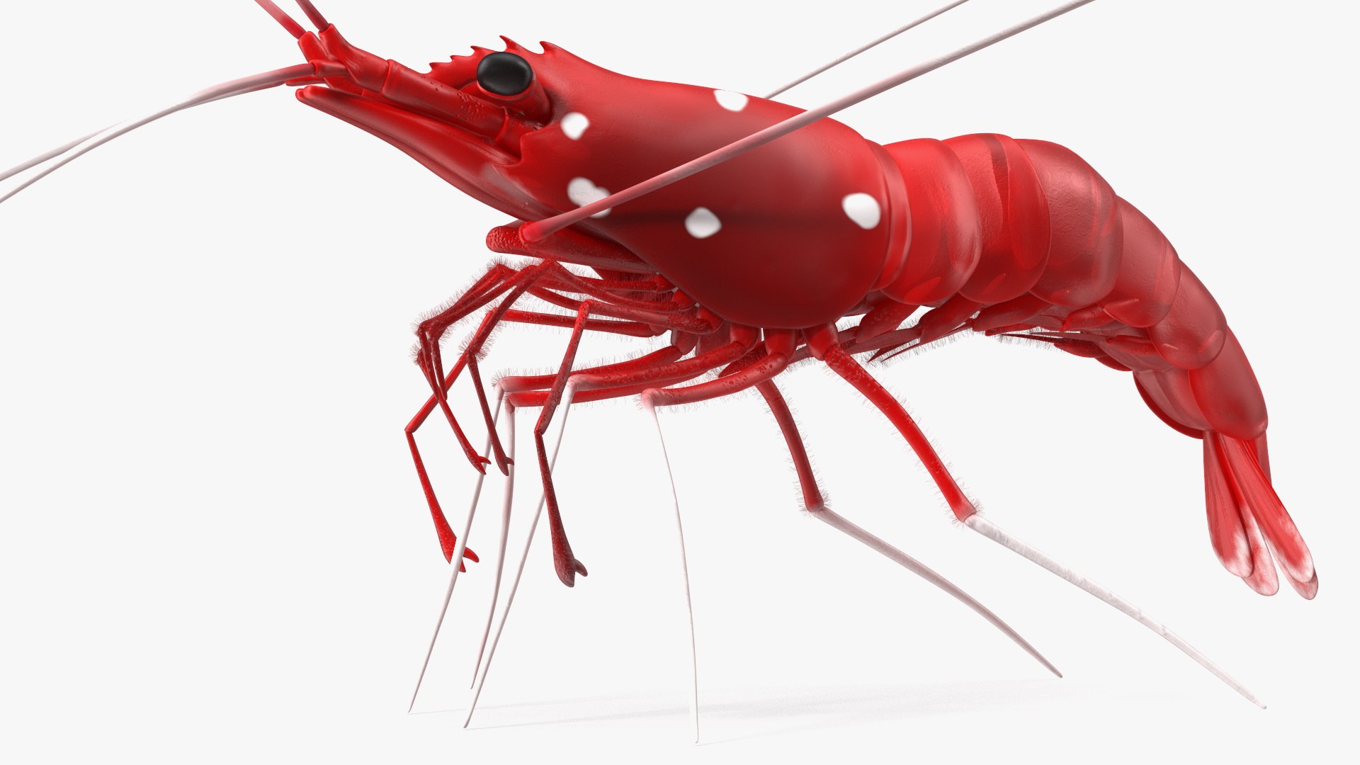 3D Red Blood Cleaner Shrimp Fur model https://p.turbosquid.com/ts-thumb/rd/g3caLE/Ge/redbloodcleanershrimpfurc4dmodel011/jpg/1680401591/1920x1080/fit_q87/4fe552ce69bafab9de46b1a9b63530a6bc227357/redbloodcleanershrimpfurc4dmodel011.jpg