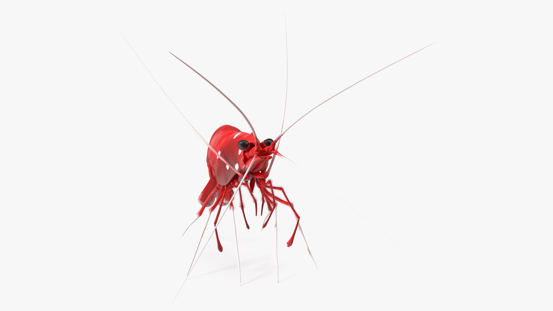 3D Red Blood Cleaner Shrimp Fur model https://p.turbosquid.com/ts-thumb/rd/g3caLE/IW/redbloodcleanershrimpfurc4dmodel007/jpg/1680401578/1920x1080/fit_q87/de22da0f71b8f36571149de6c1cd8c1da4b44249/redbloodcleanershrimpfurc4dmodel007.jpg
