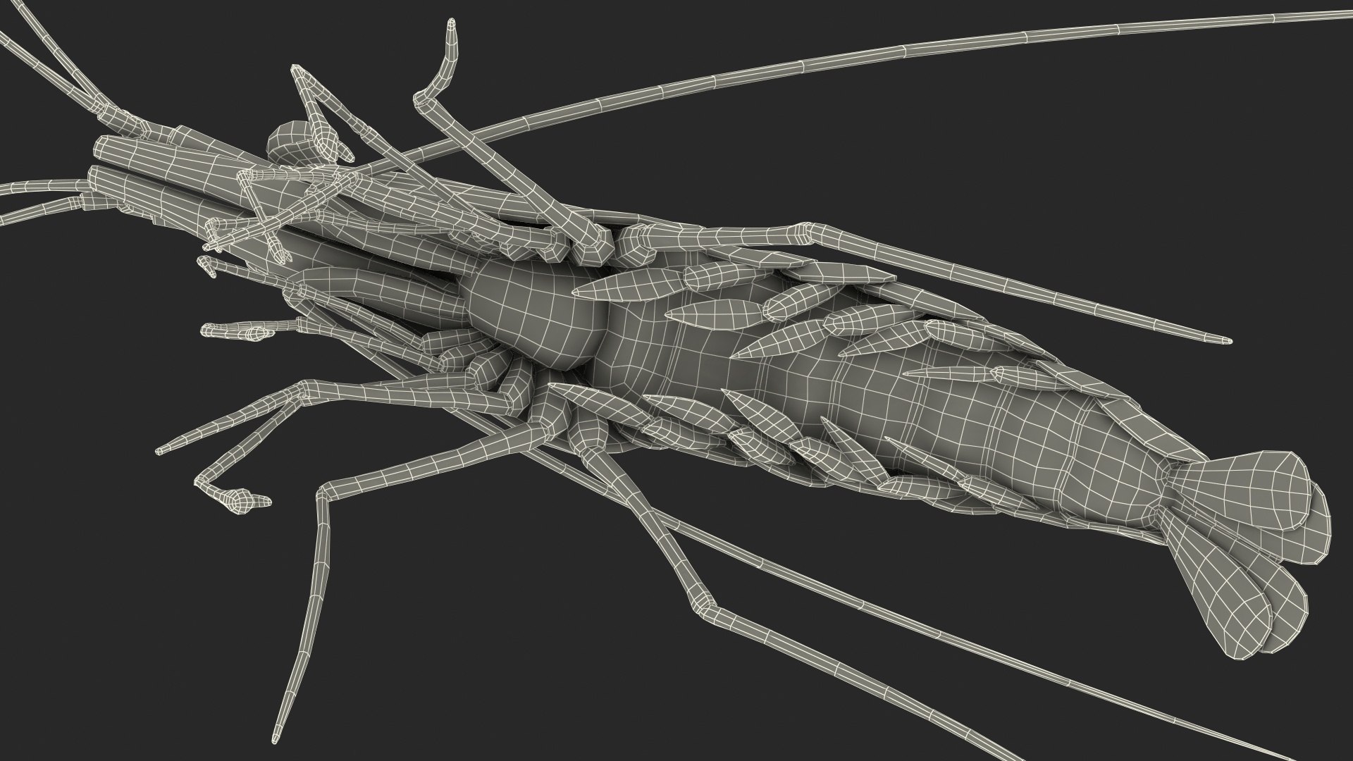 3D Red Blood Cleaner Shrimp Fur model https://p.turbosquid.com/ts-thumb/rd/g3caLE/ki/redbloodcleanershrimpfurc4dmodel025/jpg/1680401636/1920x1080/fit_q87/4b44dd035bb873464c4fc266cf39c660f9ac987c/redbloodcleanershrimpfurc4dmodel025.jpg
