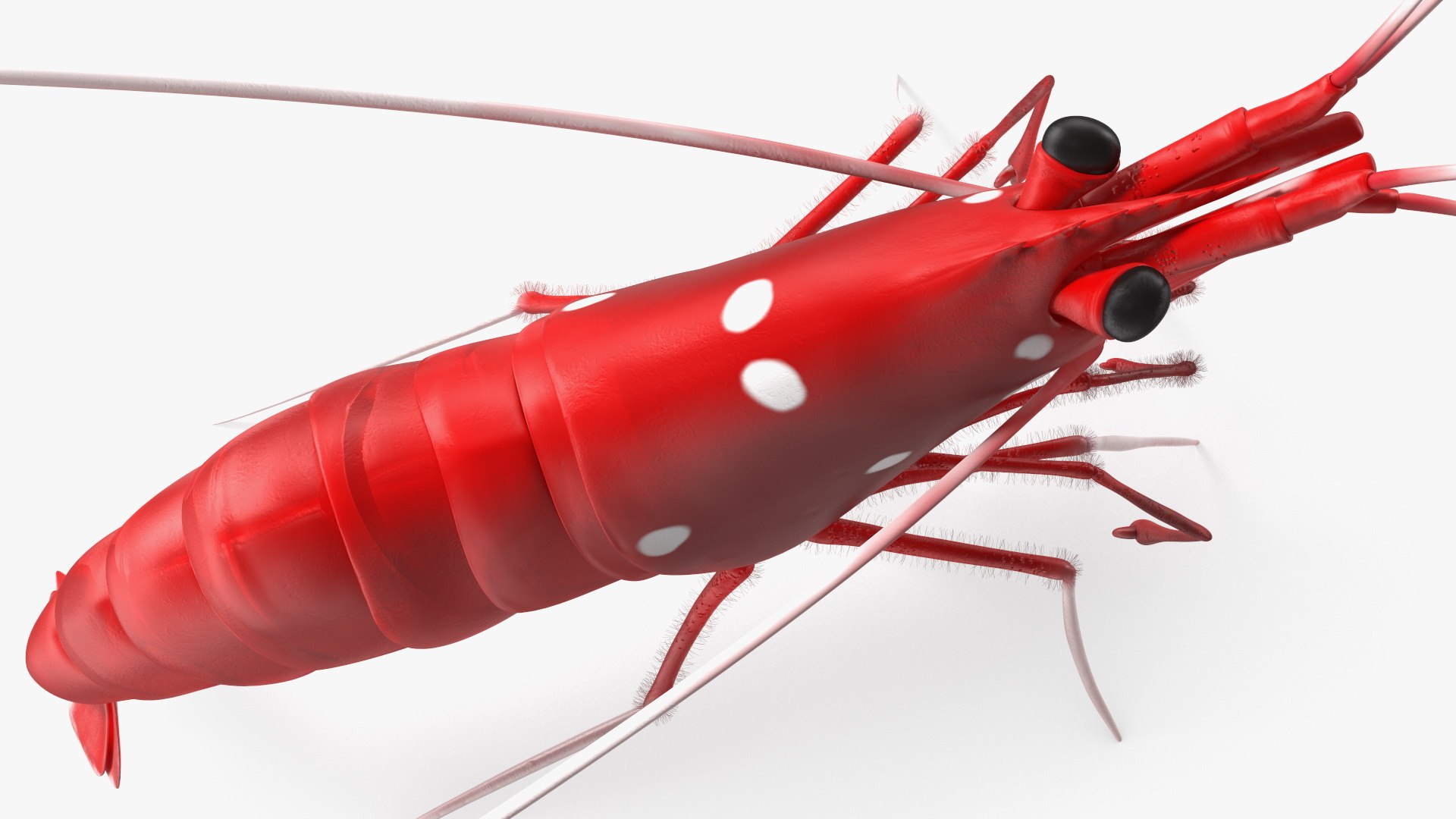 3D Red Blood Cleaner Shrimp Fur model https://p.turbosquid.com/ts-thumb/rd/g3caLE/ou/redbloodcleanershrimpfurc4dmodel012/jpg/1680401594/1920x1080/fit_q87/6e8a1c6075c0f3c41f89139b82c7853ef37f8f20/redbloodcleanershrimpfurc4dmodel012.jpg