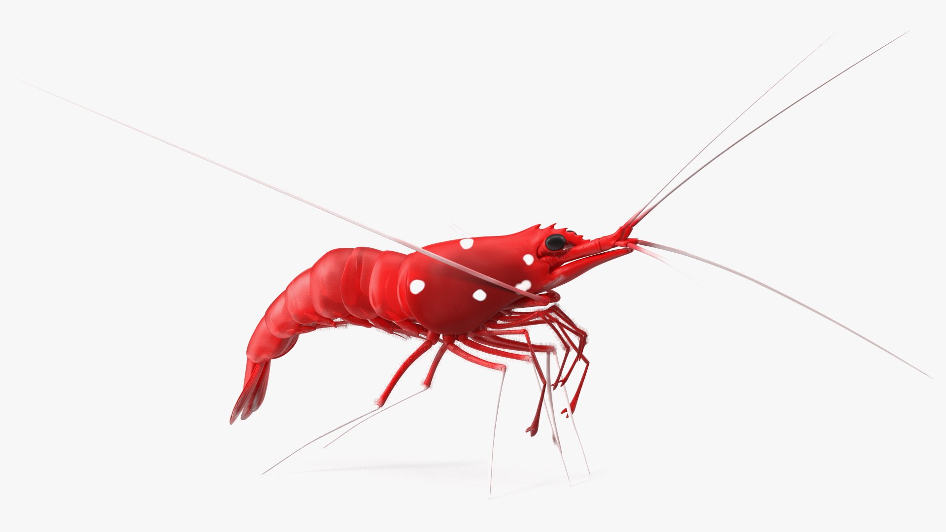 3D Red Blood Cleaner Shrimp Fur model https://p.turbosquid.com/ts-thumb/rd/g3caLE/qm/redbloodcleanershrimpfurc4dmodel008/jpg/1680401582/1920x1080/fit_q87/c71abc07e89b83d1a271157579af4e8b44eca5d4/redbloodcleanershrimpfurc4dmodel008.jpg