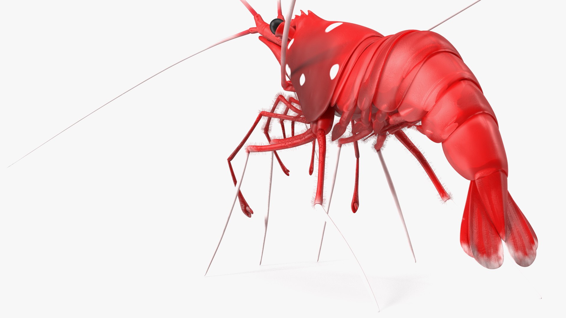 3D Red Blood Cleaner Shrimp Fur model https://p.turbosquid.com/ts-thumb/rd/g3caLE/yS/redbloodcleanershrimpfurc4dmodel010/jpg/1680401588/1920x1080/fit_q87/330a97f3dd6155d20cbceb6092e43d3109a985a1/redbloodcleanershrimpfurc4dmodel010.jpg
