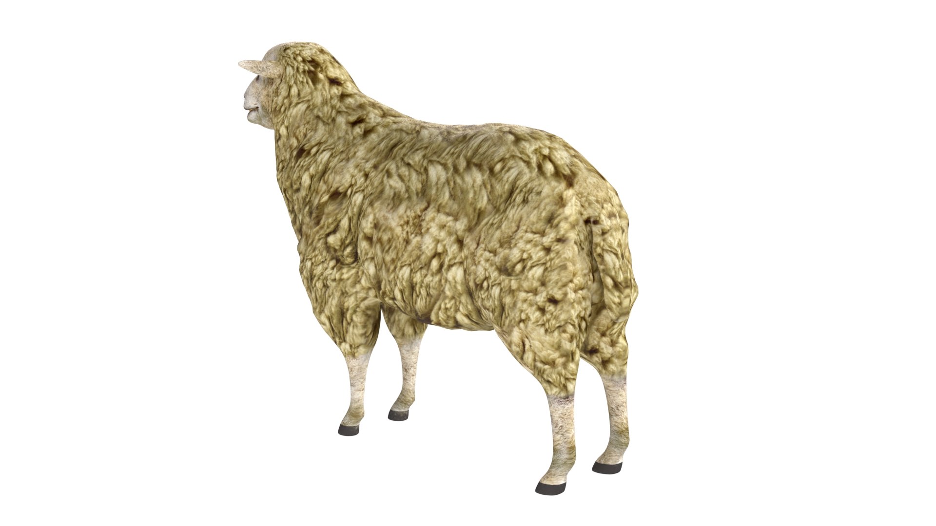 Sheep 3D https://p.turbosquid.com/ts-thumb/rd/iF2NHL/d6/5/jpg/1785211252/1920x1080/fit_q87/c9f887c76ce9c1d9af7e75330eadafdf8905cb7b/5.jpg