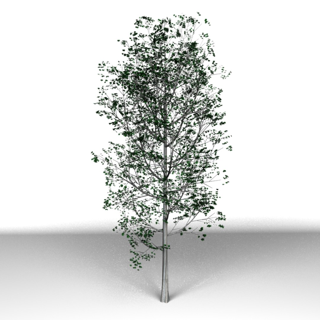 3d Model Tree Modo