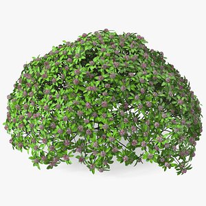 Daphne Odora Evergreen Shrub with Flowers 3D
