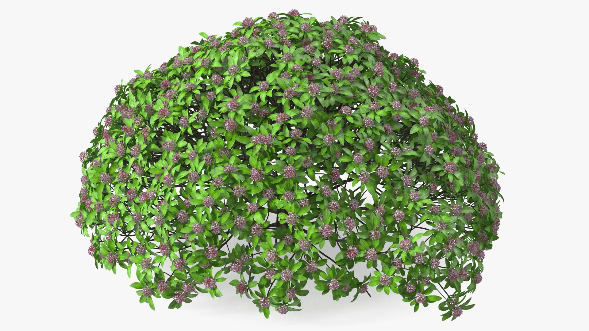 Daphne Odora Evergreen Shrub with Flowers 3D model preview