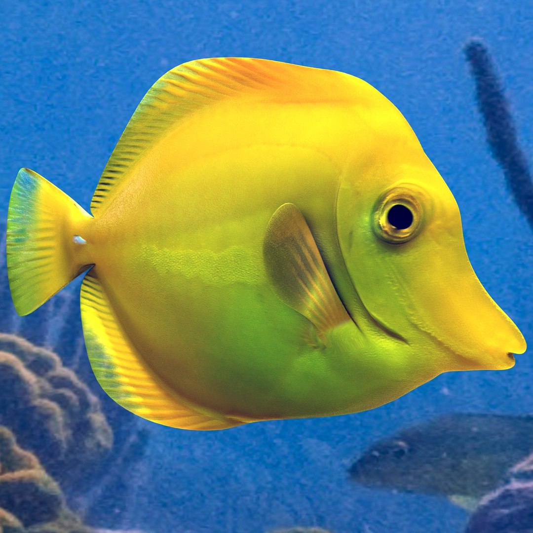 3ds max yellow tang tropical fish https://p.turbosquid.com/ts-thumb/re/Mv7uw5/HkapJinV/32/jpg/1398698579/1920x1080/fit_q87/476284eefa34b6fa2c8f20462ccd9e640459b291/32.jpg