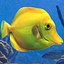 Pescado Tropical Tang Amarillo