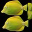Pescado Tropical Tang Amarillo