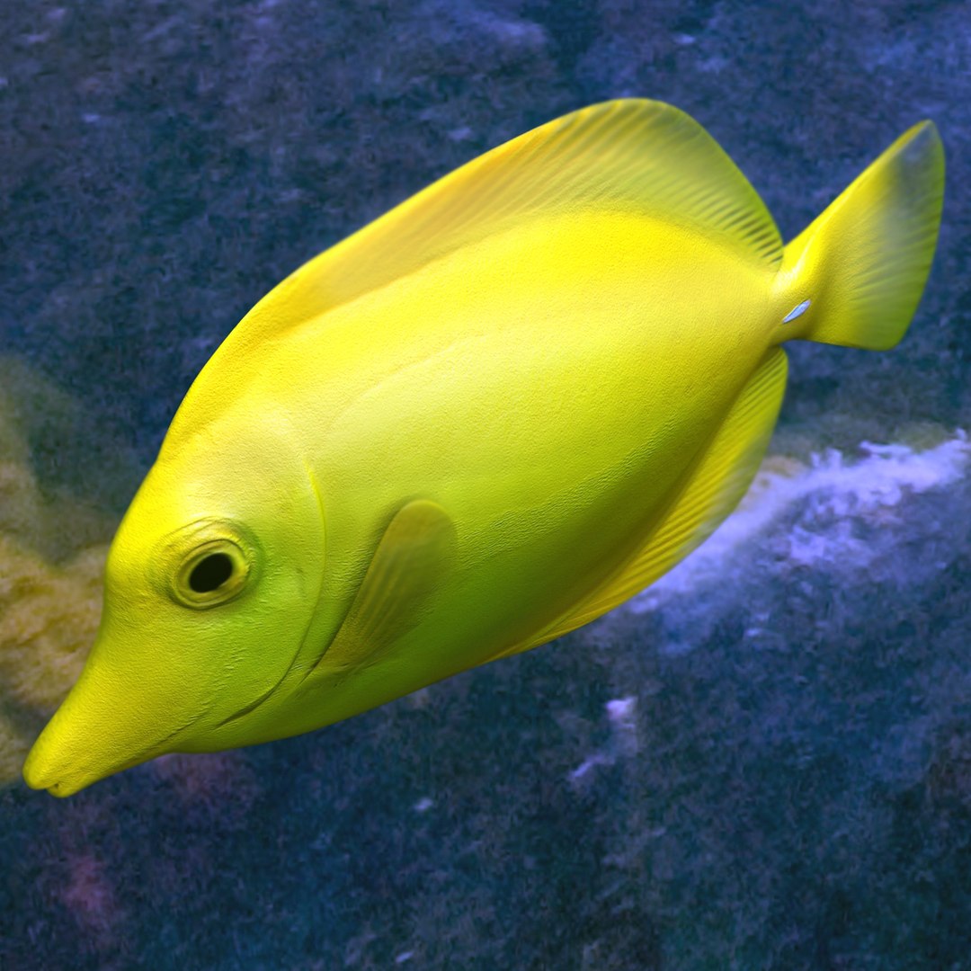 3ds max yellow tang tropical fish https://p.turbosquid.com/ts-thumb/re/Mv7uw5/kevNKhK6/4/jpg/1398698577/1920x1080/fit_q87/a2dca9f71c901484fe6e05779dbf623a1b9828d7/4.jpg