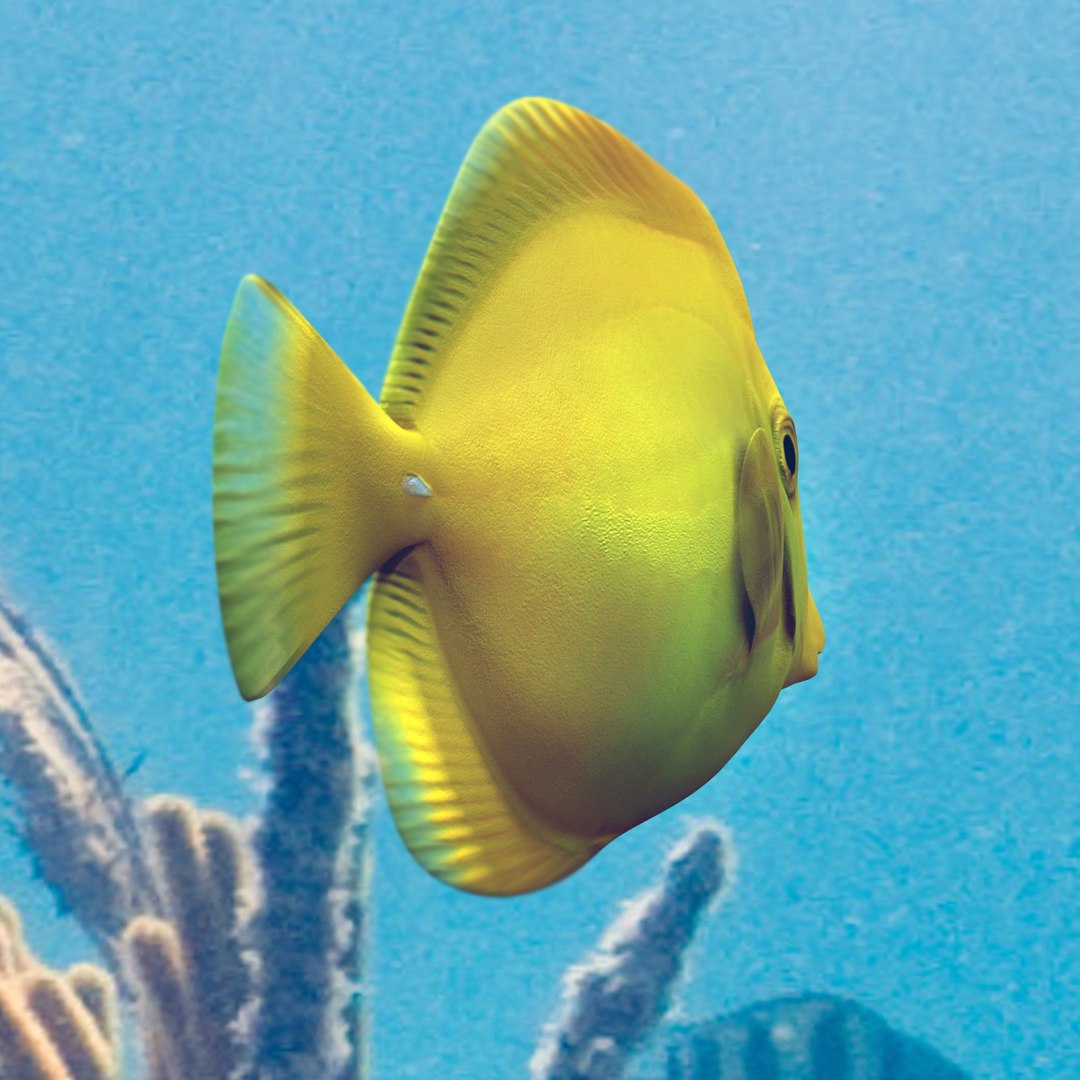 3ds max yellow tang tropical fish https://p.turbosquid.com/ts-thumb/re/Mv7uw5/lkPJvpQp/5/jpg/1398698578/1920x1080/fit_q87/9f57ea708fd22f20b96d65c4c74f78f6b1704b7f/5.jpg