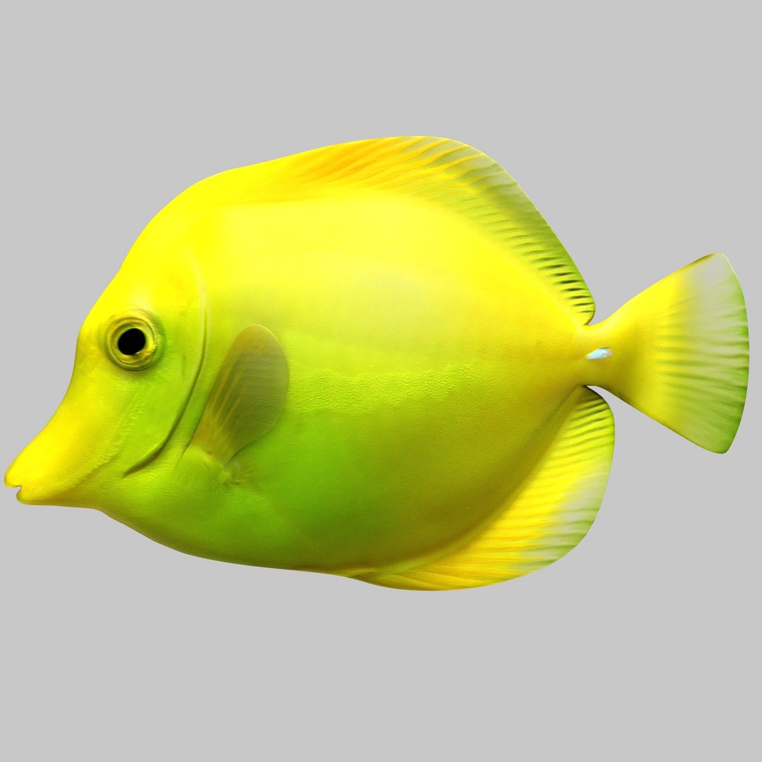 3ds max yellow tang tropical fish https://p.turbosquid.com/ts-thumb/re/Mv7uw5/vMHdsfny/223/jpg/1398698579/1920x1080/fit_q87/c47717f88791645dd180d0703bd6ca40b45fdf60/223.jpg