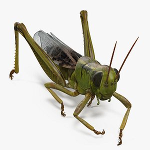 3D grasshopper eating pose model