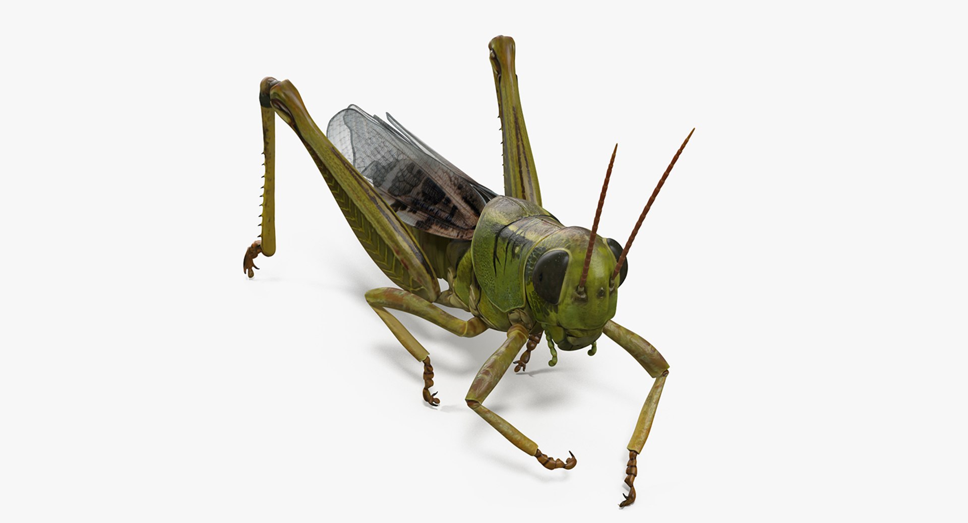 Grasshopper Eating Pose 3D Model 3D model preview