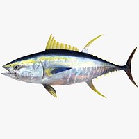 Yellowfin Tuna